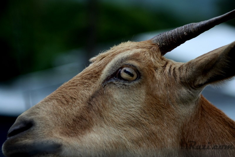 Goat Eyes Catamaran Climbing Man Goat Eyes Catamaran Climbing Man